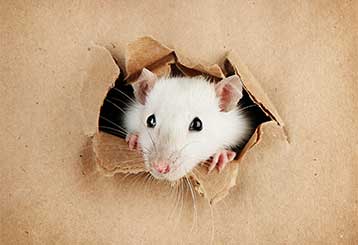 Rodent Proofing | Attic Cleaning Santa Monica, CA